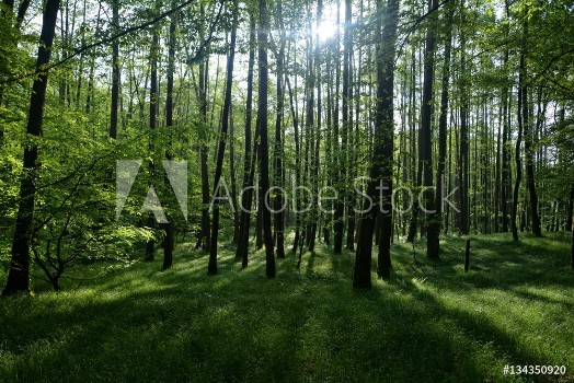 Bild på Sonnenaufgang im Wald hinter den Bumen im Frhling mit langen Schatten